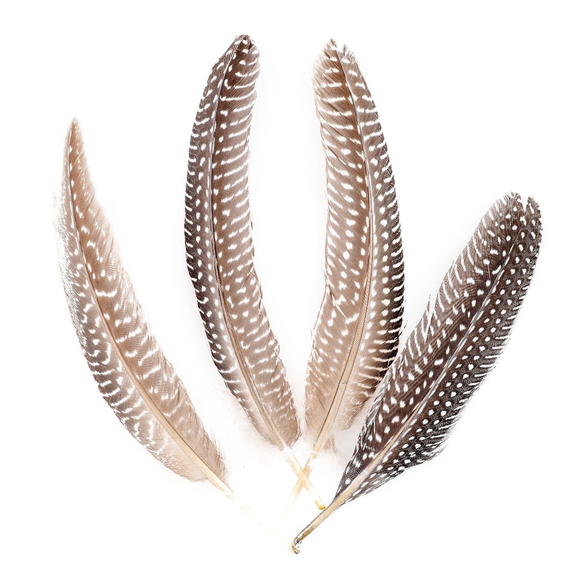 NATURAL GUINEA HEN ROUNDS 6-8’’ - 12 PC - Feathers