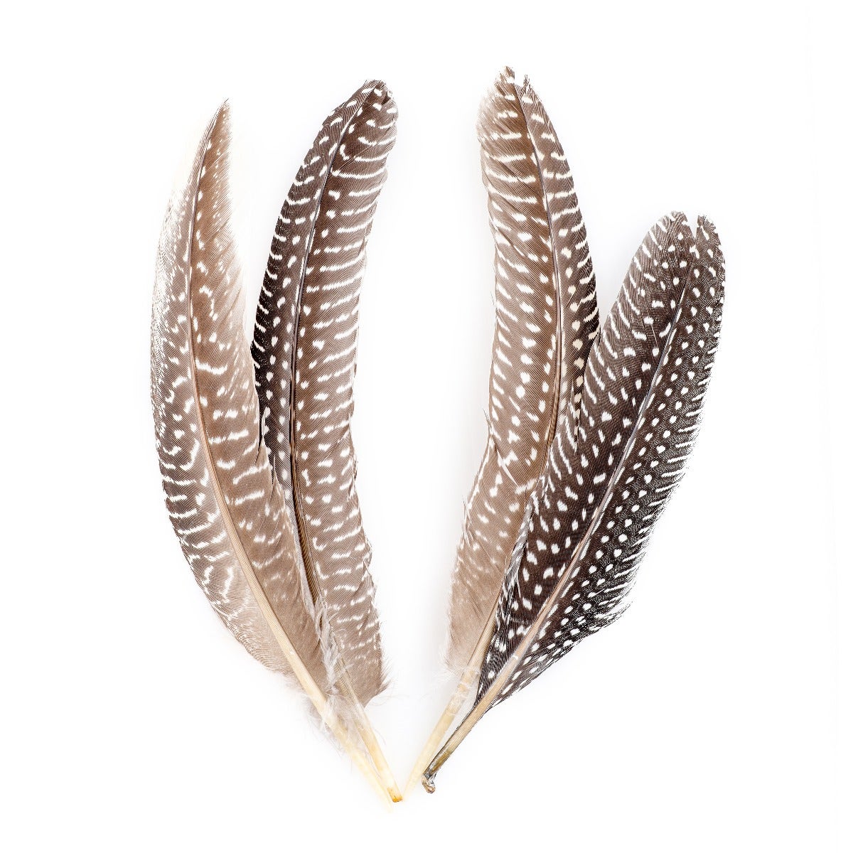 NATURAL GUINEA HEN ROUNDS 6-8’’ - 12 PC - Feathers