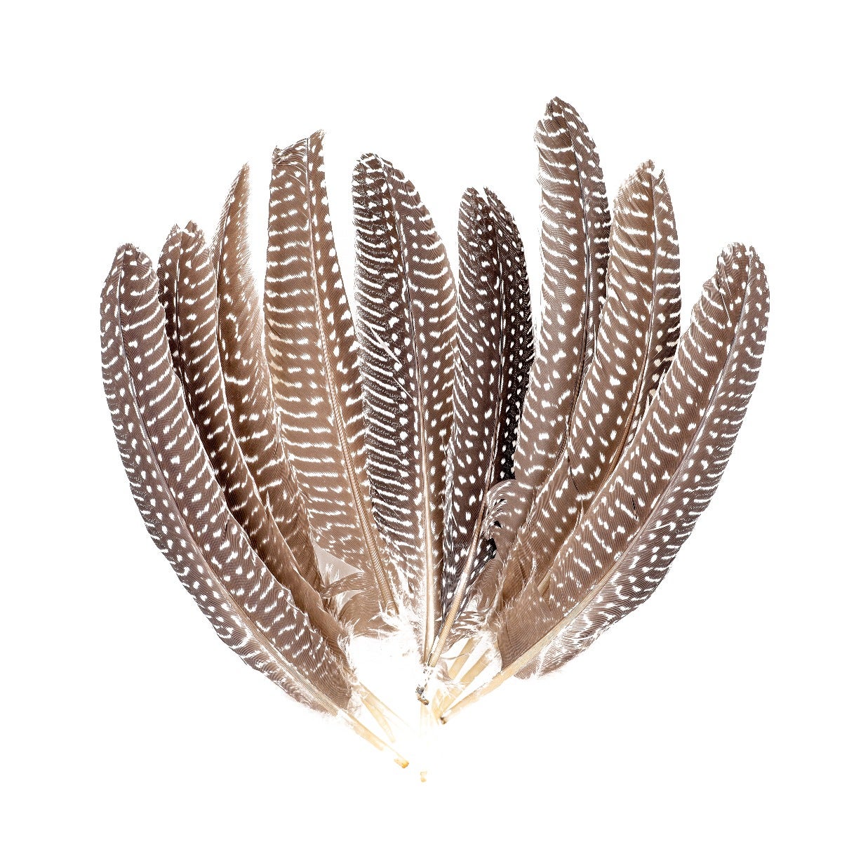 NATURAL GUINEA HEN ROUNDS 6-8’’ - 12 PC - Feathers