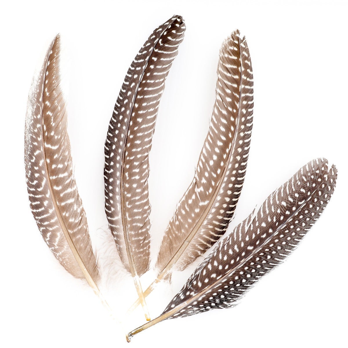 NATURAL GUINEA HEN ROUNDS 6-8’’ - 12 PC - Feathers