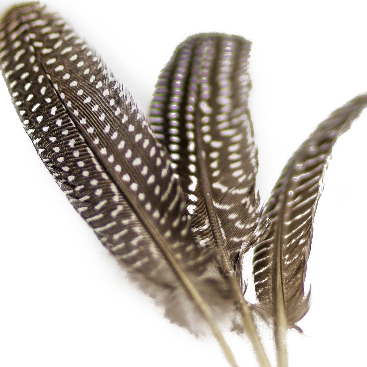 NATURAL GUINEA HEN ROUNDS 6-8’’ - 3 PC - Feathers