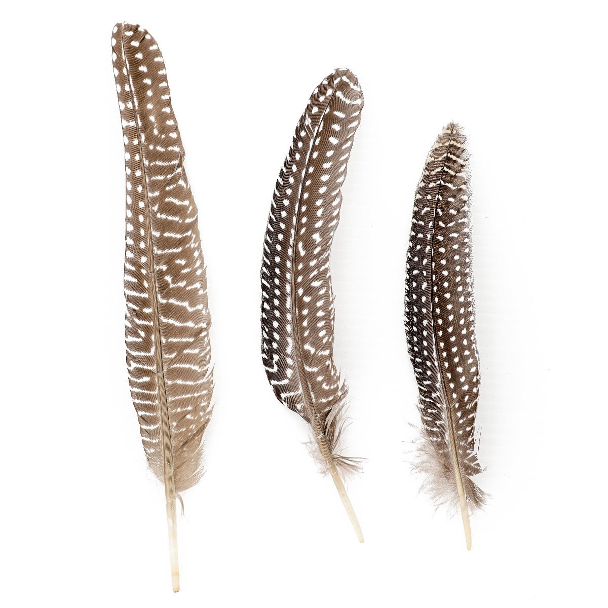 NATURAL GUINEA HEN ROUNDS 6-8’’ - 3 PC - Feathers