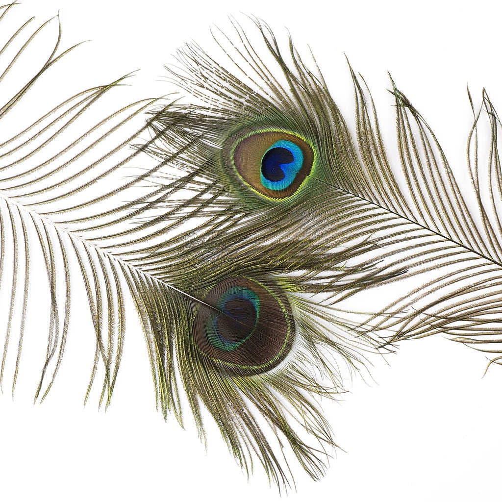 Peacock Feather Eyes 40-45" Natural