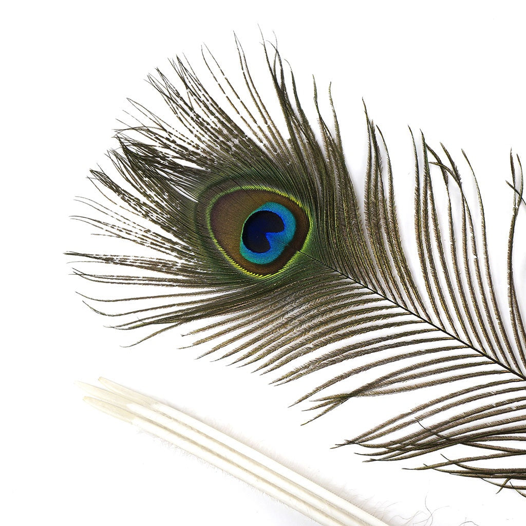 Peacock Feather Eyes 40-45" Natural