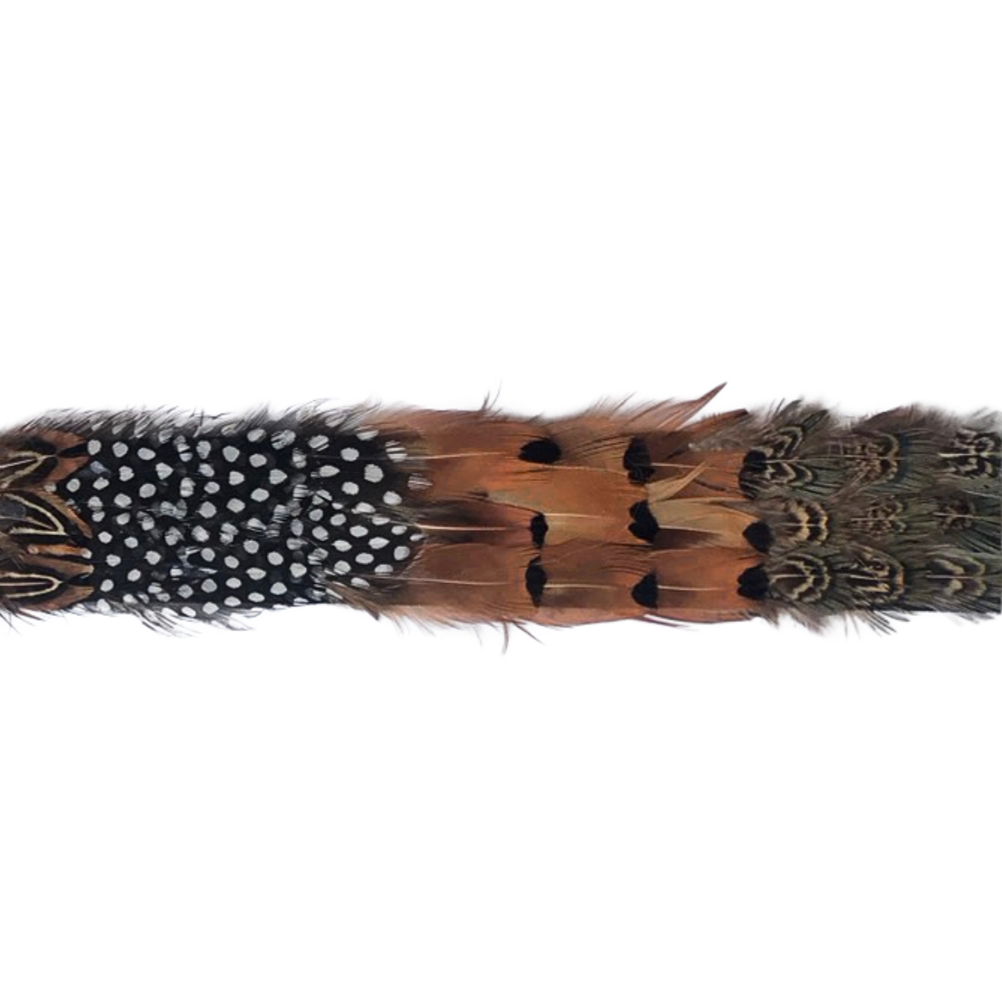 Natural Ringneck Pheasant and Guinea Feather Tape 1.5 inch   3yd Roll