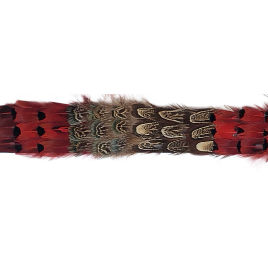 Natural Ringneck Pheasant Almond Dark Heart Blue Almond Feather Tape 1.5 inch   3yd Roll