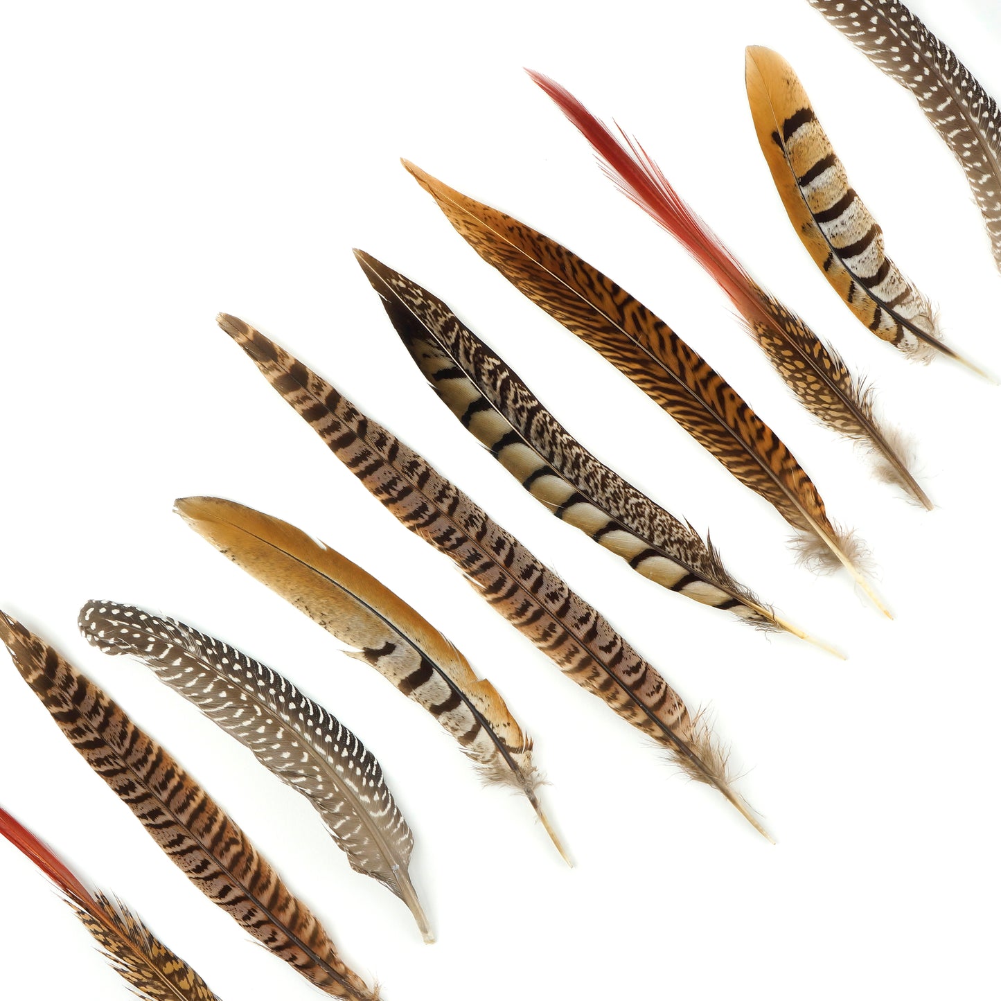 Natural Pheasant and Guinea Feather Festival Mix 6-12" - 12 pcs