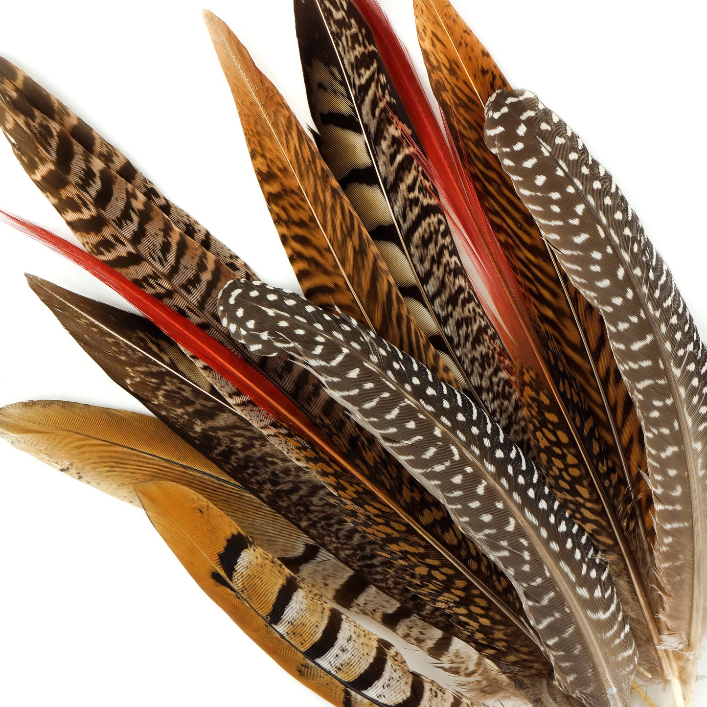 Natural Pheasant and Guinea Feather Festival Mix 6-12" - 12 pcs