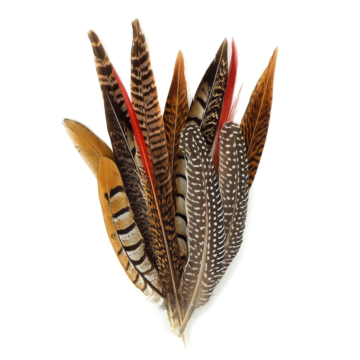 Natural Pheasant and Guinea Feather Festival Mix 6-12" - 12 pcs