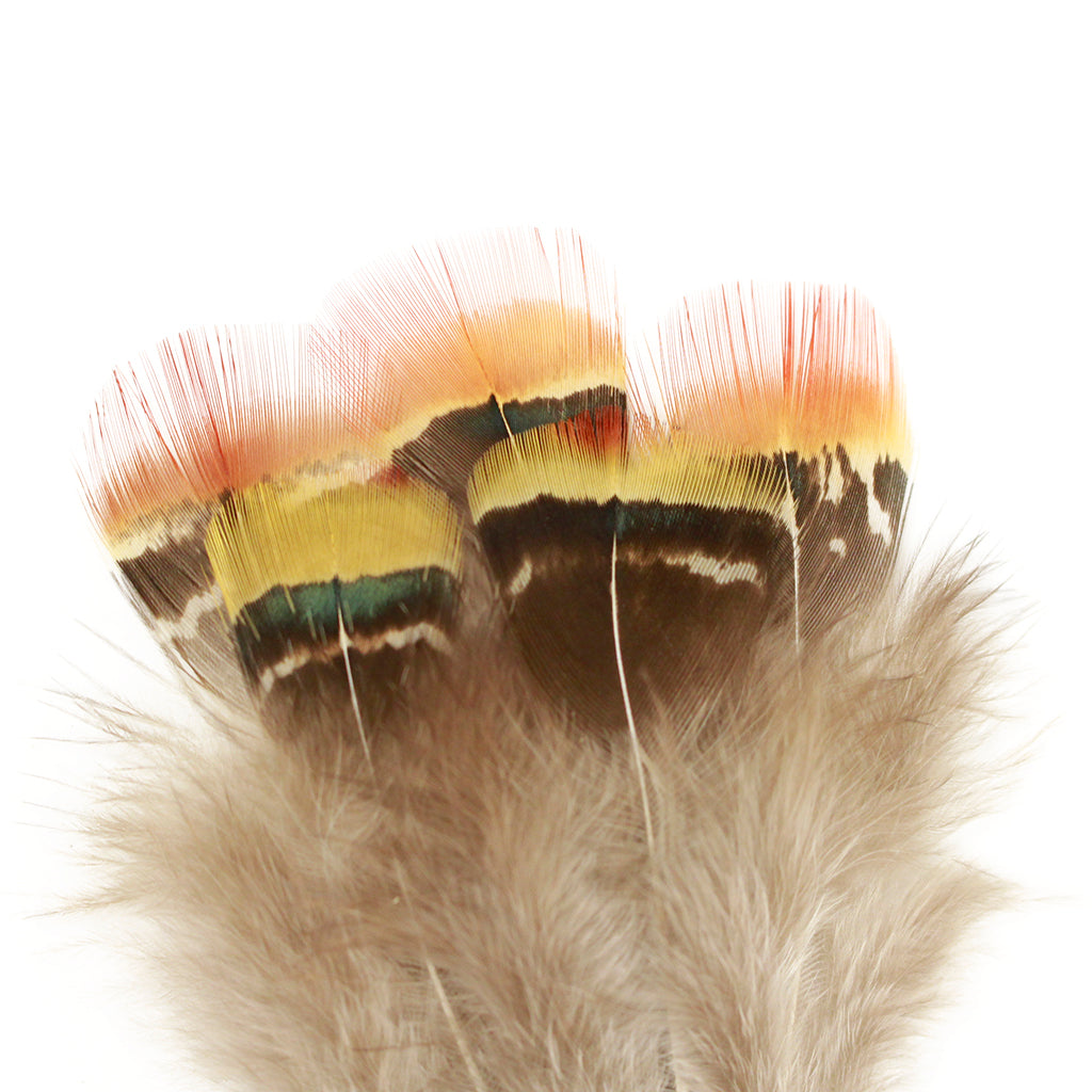 Lady Amherst Pheasant Plumage Mix 1.5-3 inch   0.10 OZ --Natural