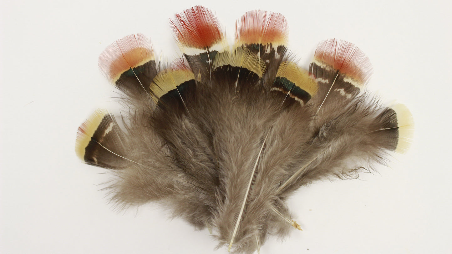 Lady Amherst Pheasant Plumage Mix 1.5-3 inch   0.10 OZ --Natural