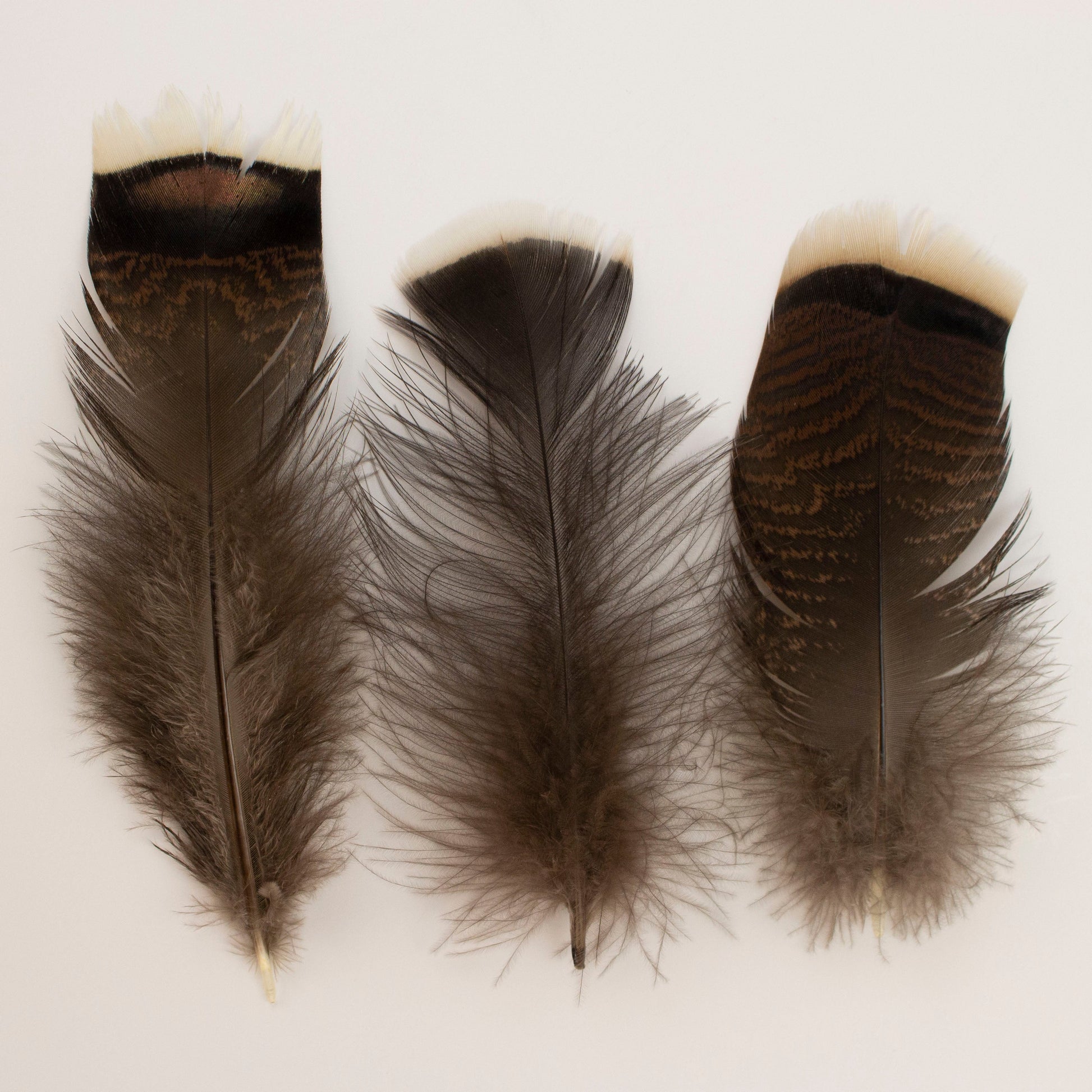 Natural Turkey Bronze Feathers 3-8’’ - Loose 1/4 lb - Turkey Feathers