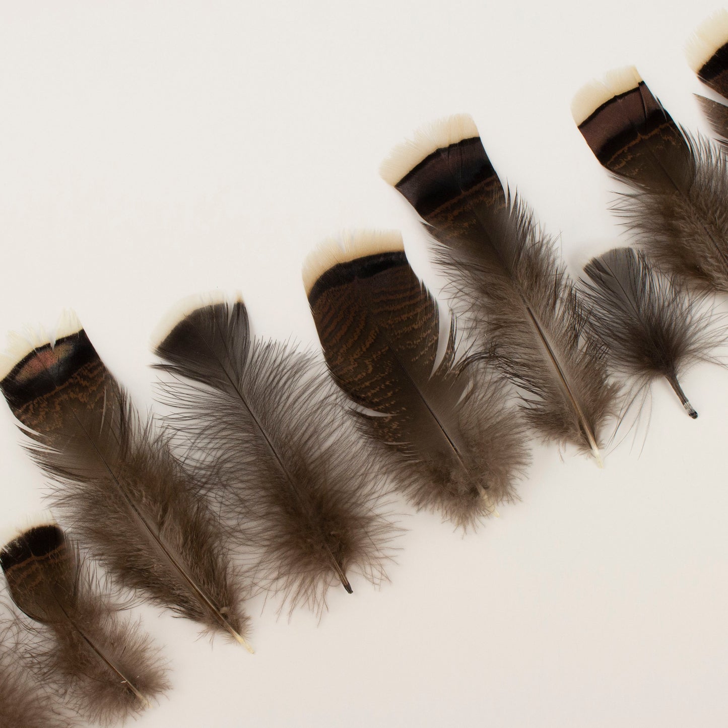 Natural Turkey Bronze Feathers 3-8" - Loose 1/4 lb