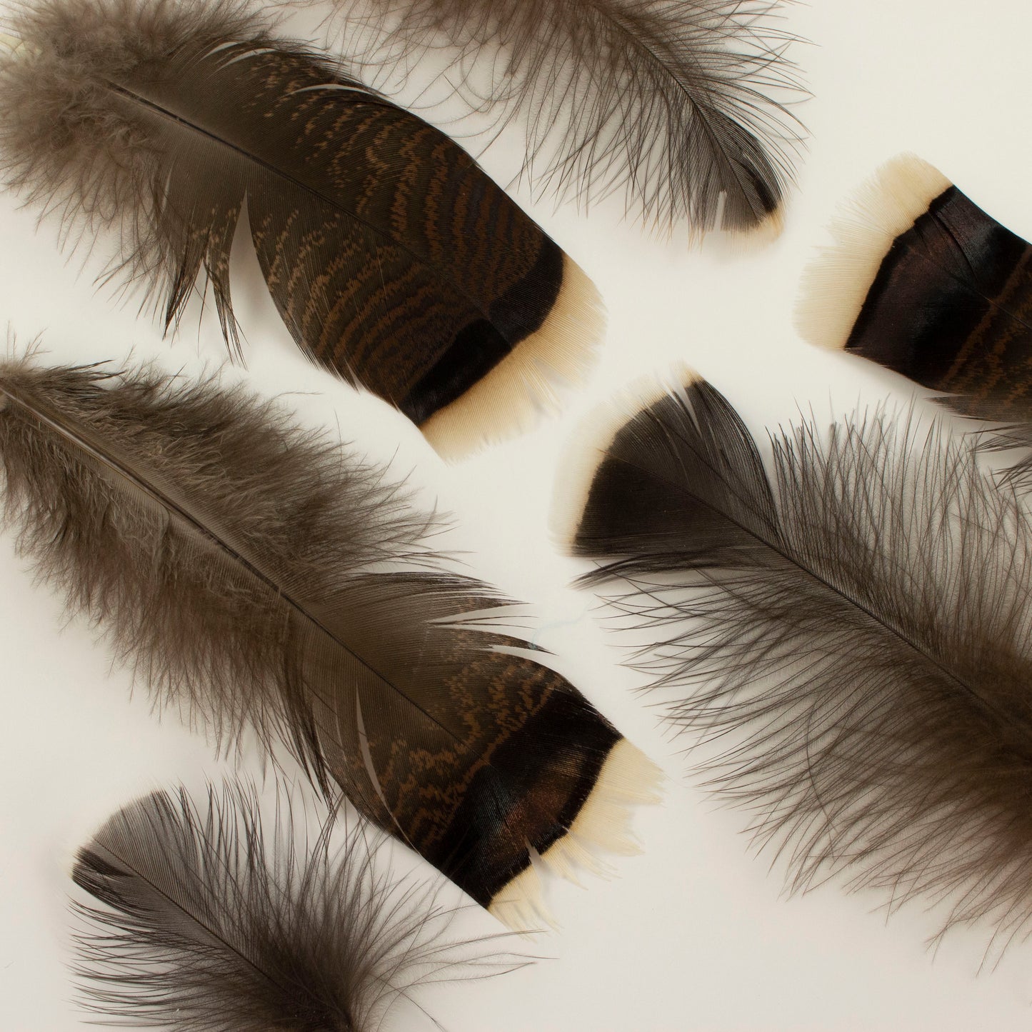 Natural Turkey Bronze Feathers 3-8" - Loose 1/4 lb