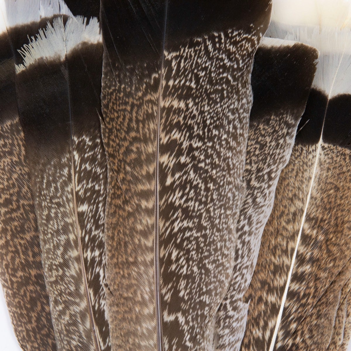 Natural Turkey Tails Selected Feathers - Black-Eggshell-Natural - 10 to 12-inch - 12 Pieces - Feathers