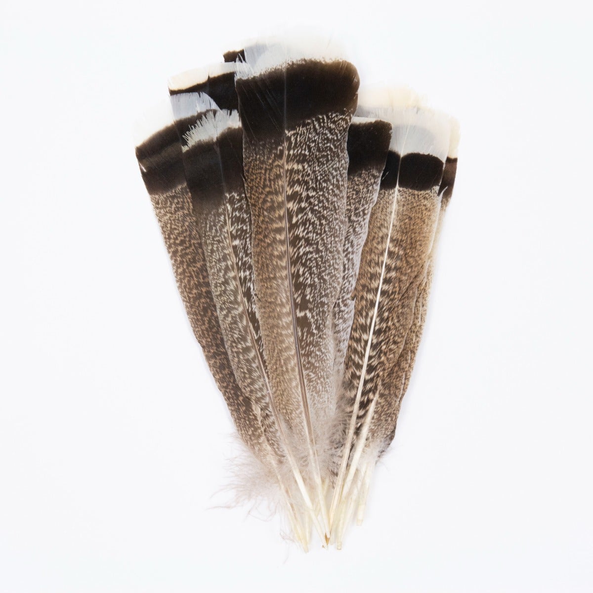 Natural Turkey Tails Selected Feathers - Black-Eggshell-Natural - 10 to 12-inch - 12 Pieces - Feathers