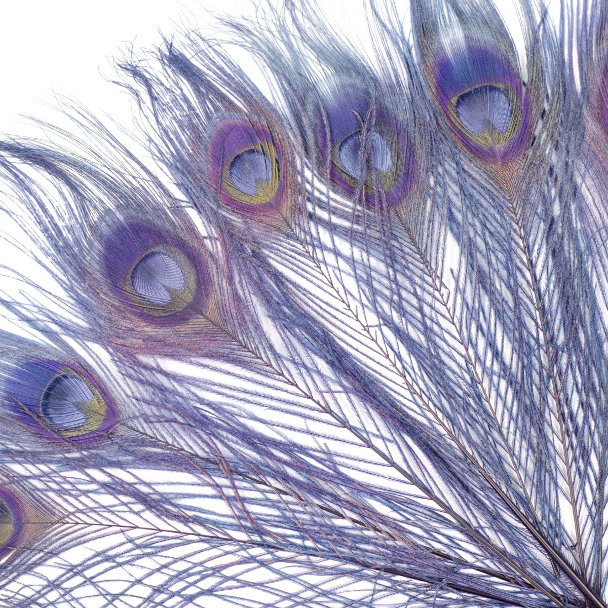Peacock Feather Eyes Bleached/Dyed 8'15" - 25 pcs - Navy