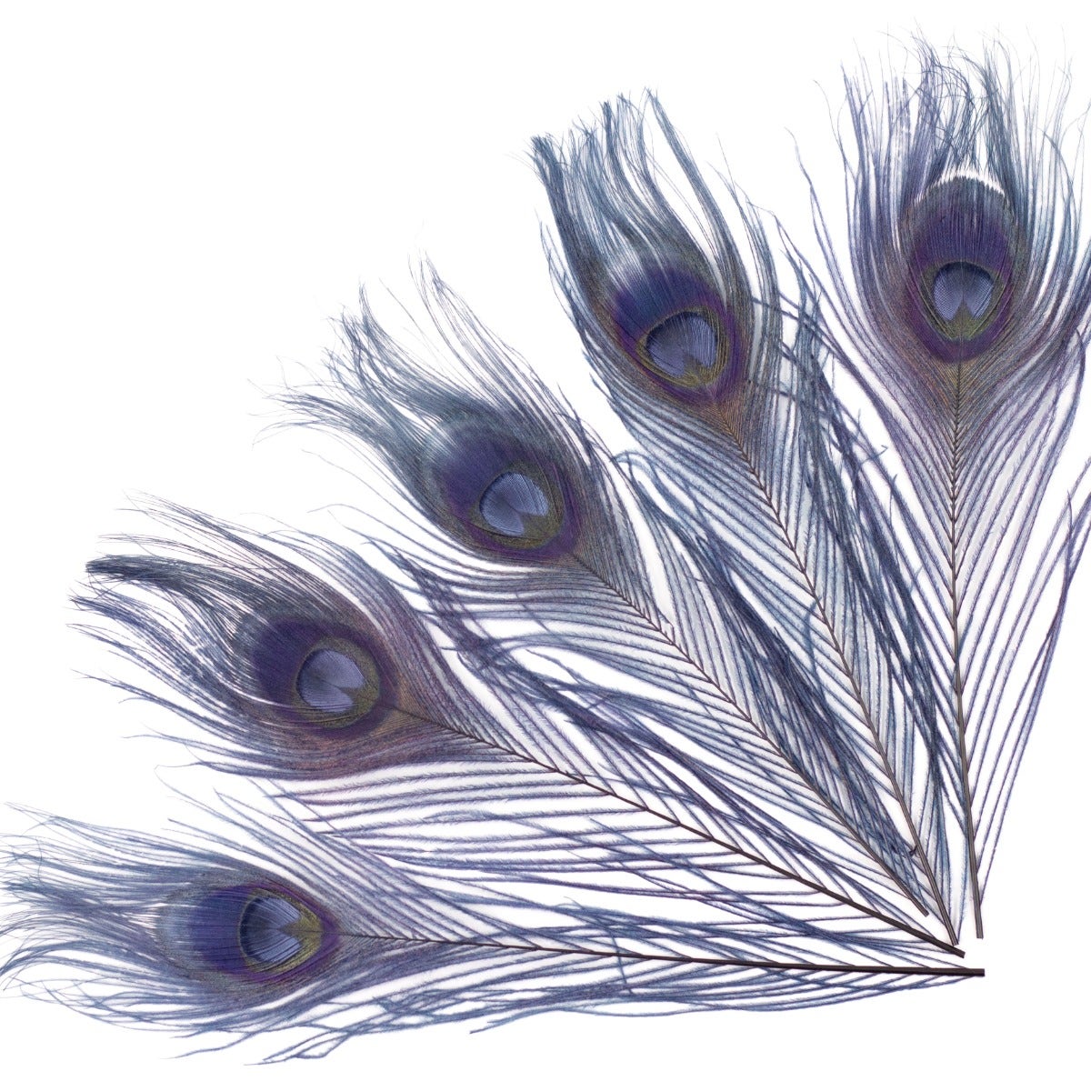 Peacock Feathers Bleached/Dyed 8-15" - 5 pc - Navy