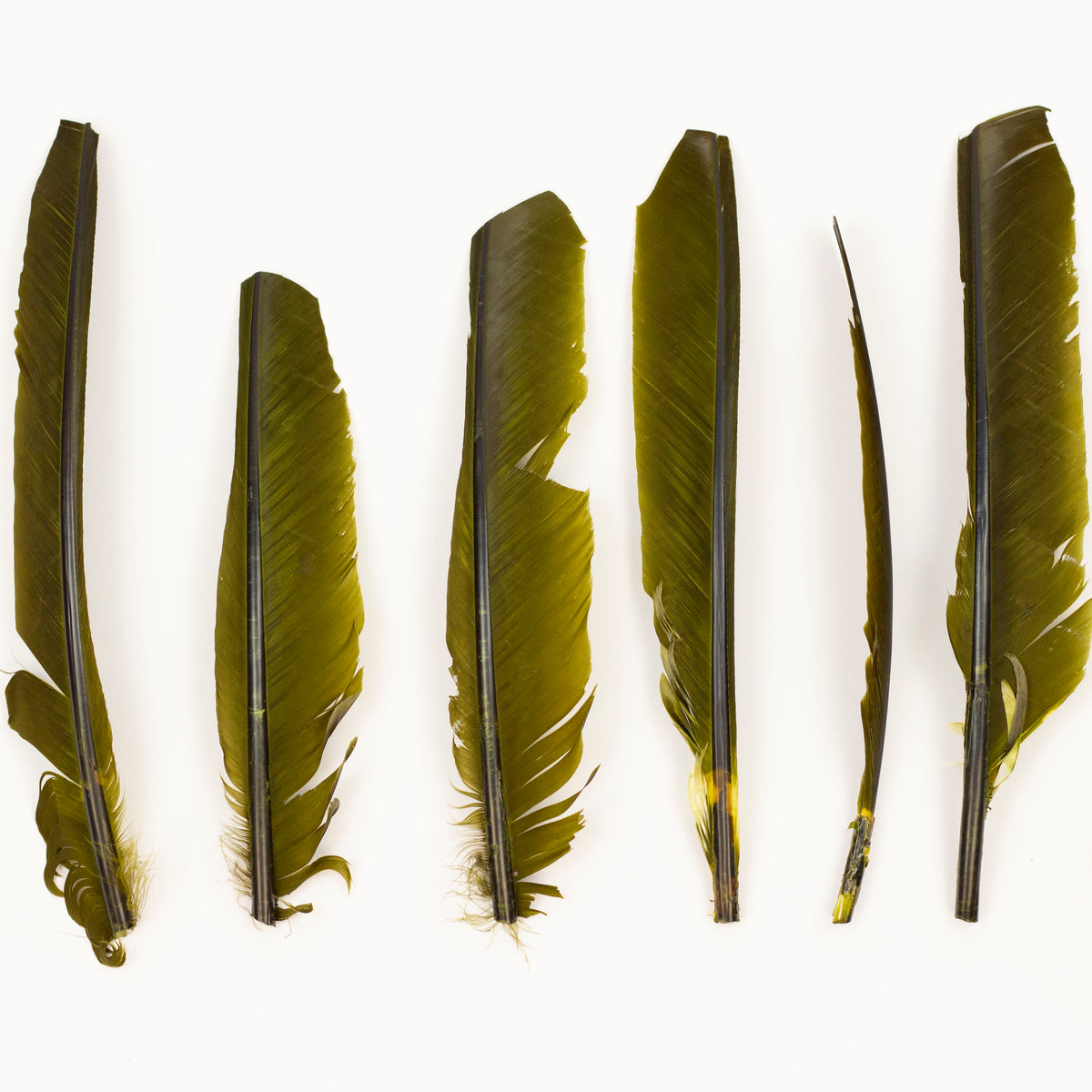 Olive Cut Turkey Pointer Feathers 8-12"