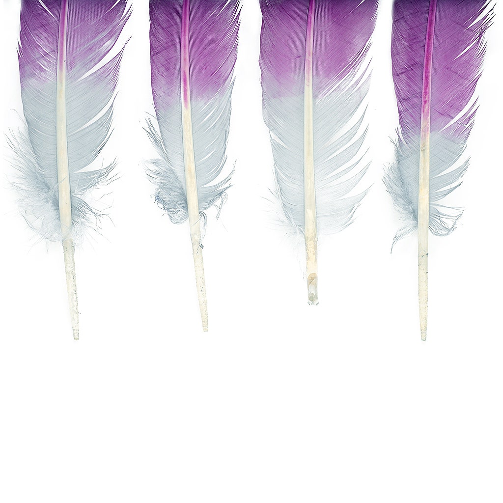 Ombre Turkey Quill 10-12’’ Left Wing Tip Silver.25 lb - Amethyst - Feathers