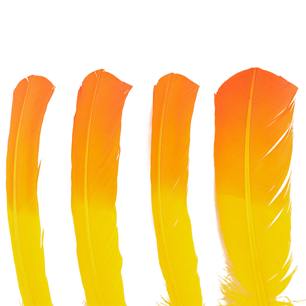 Ombre Turkey Quill 10-12’’ Right Wing Tip Silver.25 lb - Pink Orient-Orange - Feathers