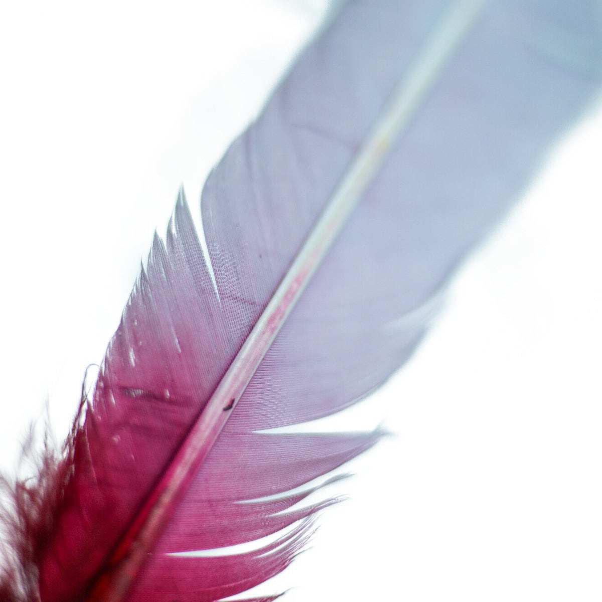 Ombré Turkey Quill Feathers 10-12” 2 pc- Burgundy - Silver - Feathers