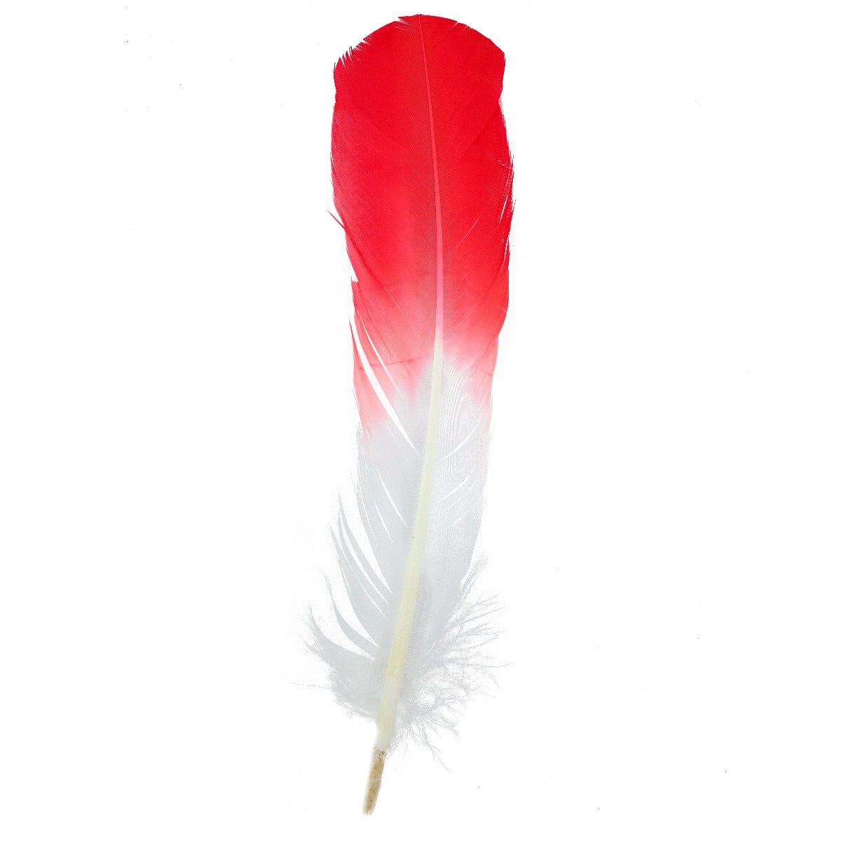 Ombré Turkey Quill Feathers 10-12” 2 pc - Coral/White - Feathers