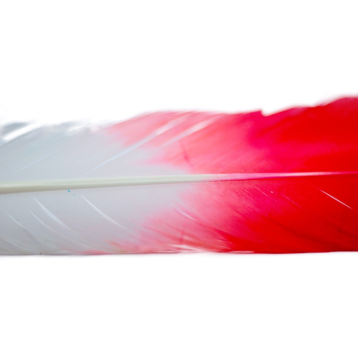 Ombré Turkey Quill Feathers 10-12” 2 pc - Coral/White - Feathers