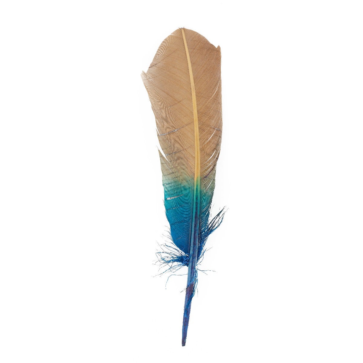 Ombré Turkey Quill Feathers 10-12” 2 pc - Dark Turquoise - Camel - Feathers