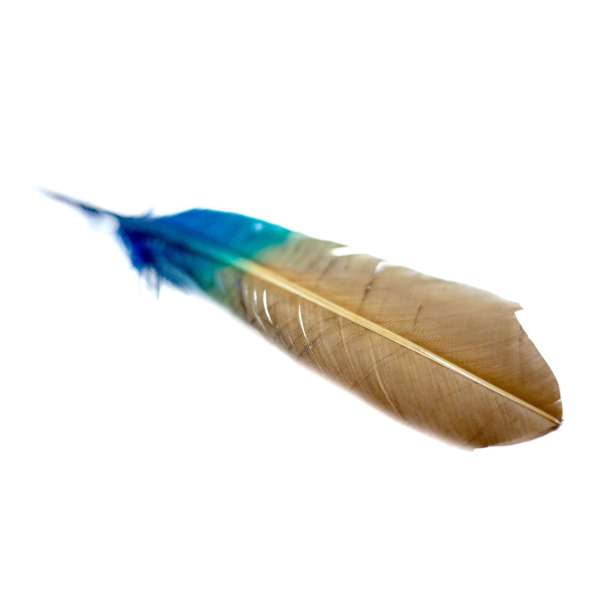 Ombré Turkey Quill Feathers 10-12” 2 pc - Dark Turquoise - Camel - Feathers