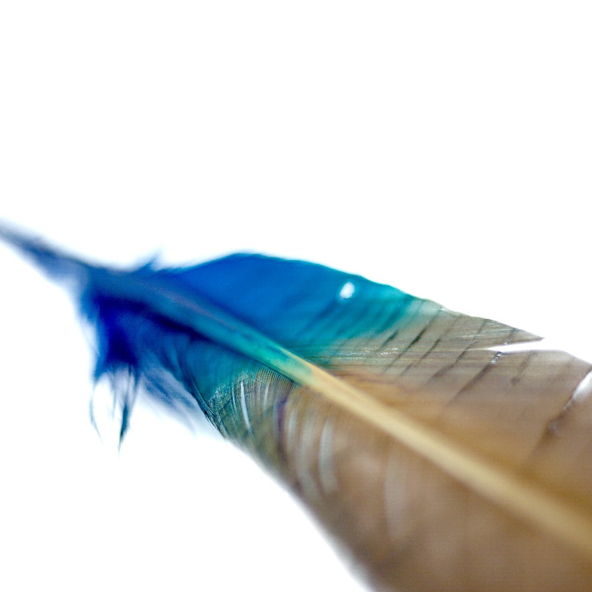 Ombré Turkey Quill Feathers 10-12” 2 pc - Dark Turquoise - Camel - Feathers