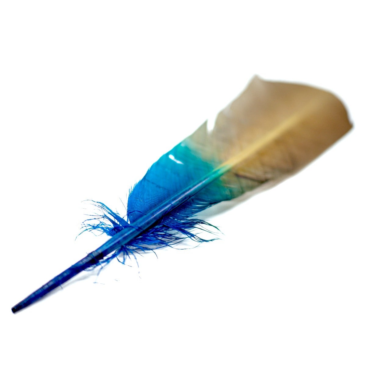 Ombré Turkey Quill Feathers 10-12” 2 pc - Dark Turquoise - Camel - Feathers