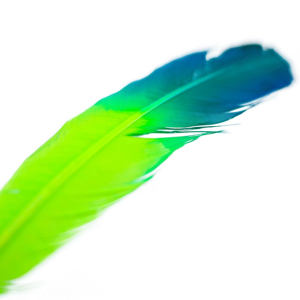 Ombré Turkey Quill Feathers 10-12” 2 pc - Dark Turquoise - Lime - Feathers