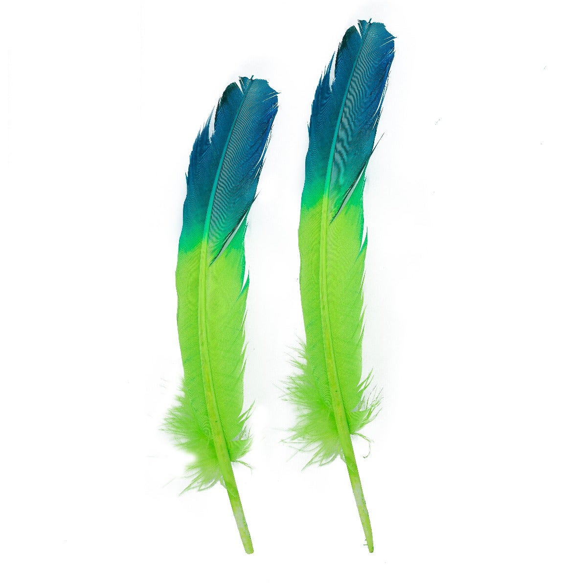 Ombré Turkey Quill Feathers 10-12” 2 pc - Dark Turquoise - Lime - Feathers