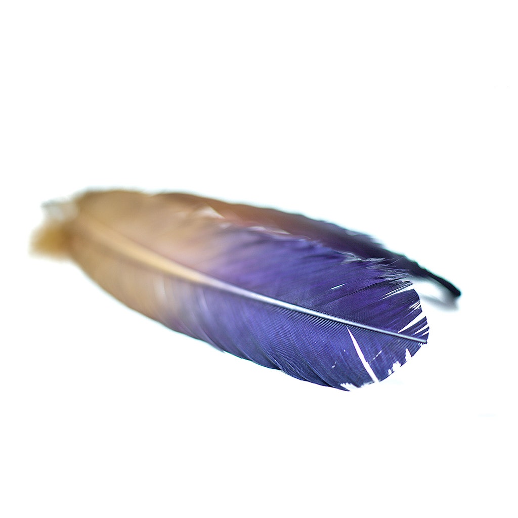 Ombré Turkey Quill Feathers 10-12” 2 pc - Navy - Camel - Feathers