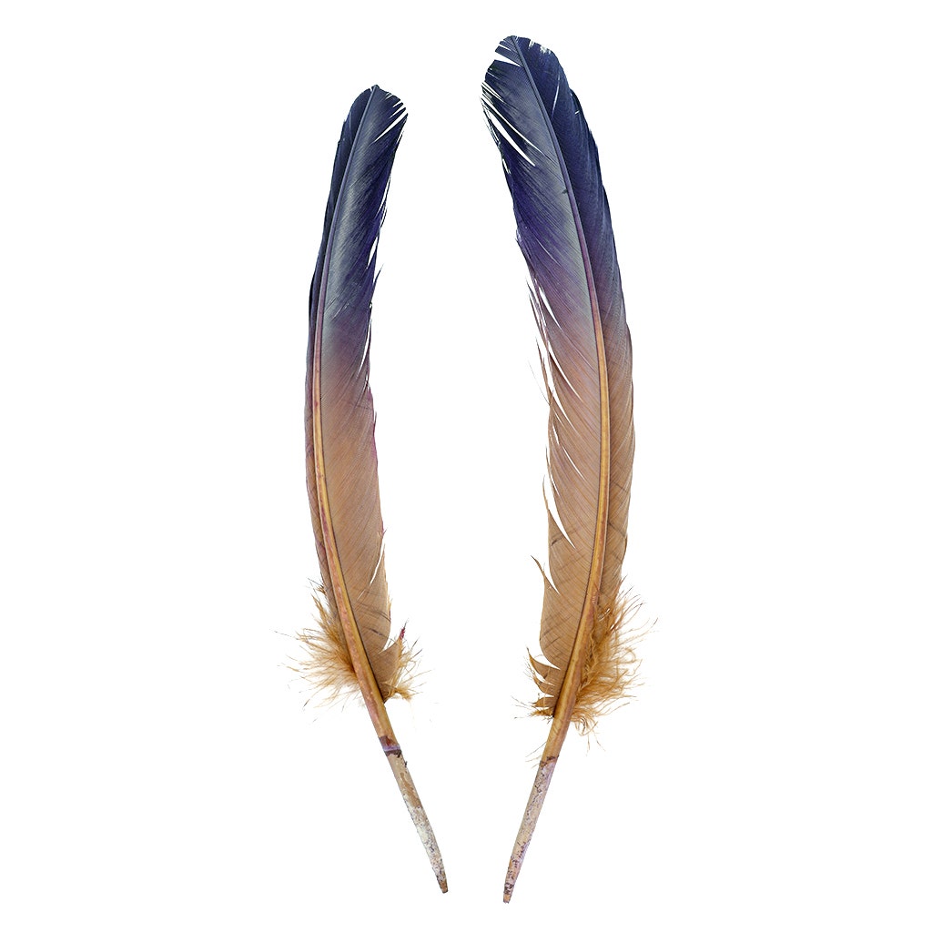 Ombré Turkey Quill Feathers 10-12” 2 pc - Navy - Camel - Feathers