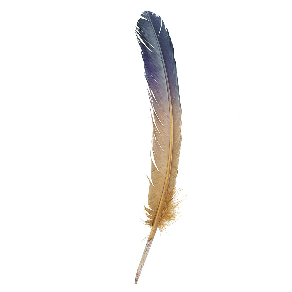 Ombré Turkey Quill Feathers 10-12” 2 pc - Navy - Camel - Feathers