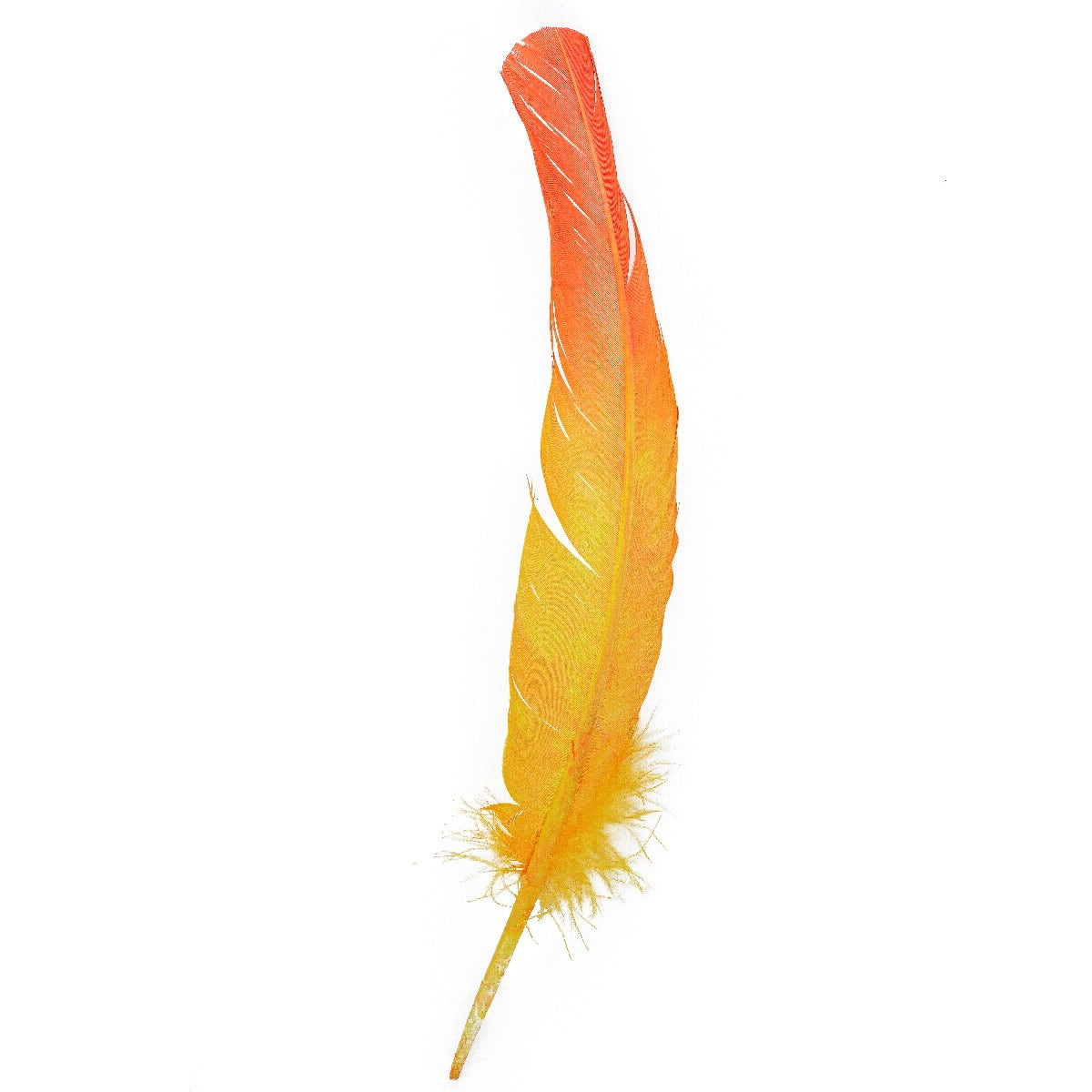 Ombré Turkey Quill Feathers 10-12” 2 pc - Pink Orient-Gold - Feathers