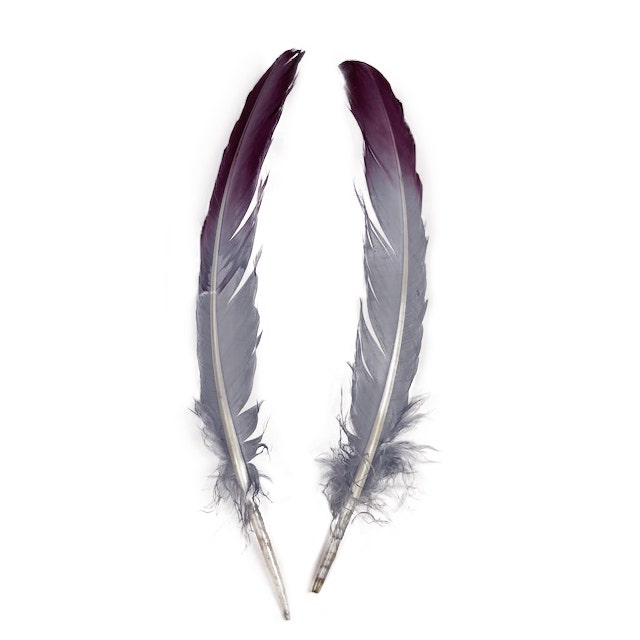 Ombré Turkey Quill Feathers 10-12” 2 pc - Purple-Silver - Feathers