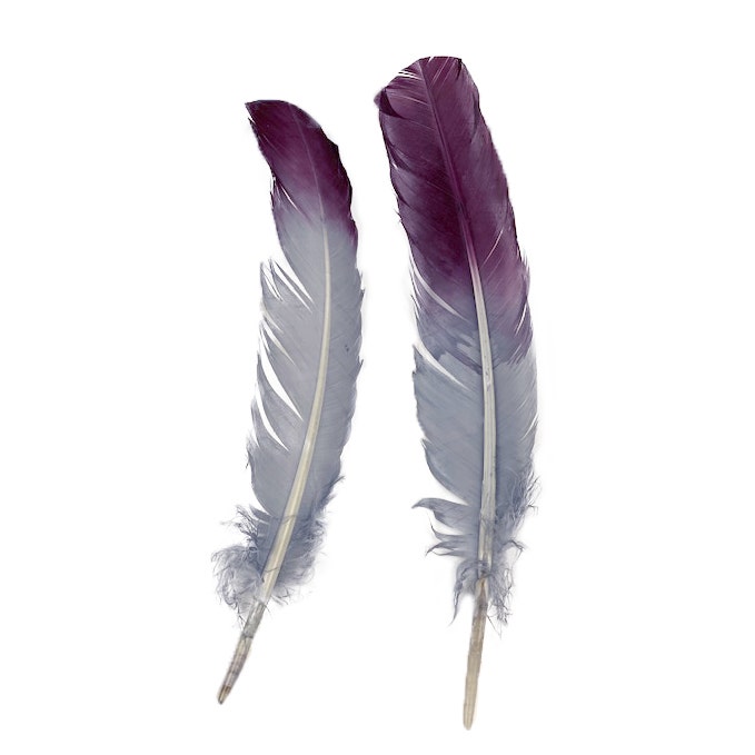 Ombré Turkey Quill Feathers 10-12” 2 pc - Purple-Silver - Feathers