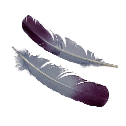 Ombré Turkey Quill Feathers 10-12” 2 pc - Purple-Silver - Feathers