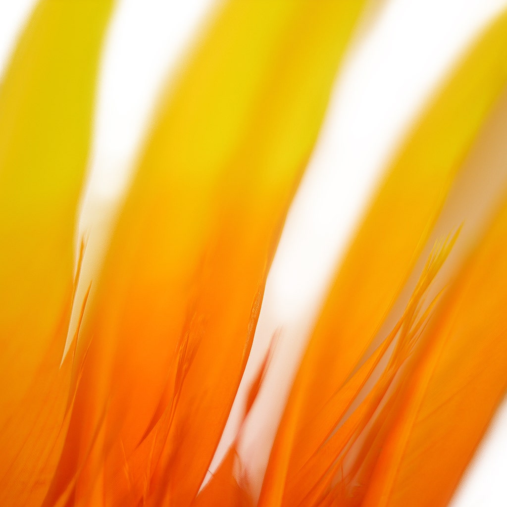 Ombre Turkey Quill Feathers 10-12’’ Dip.25 lb - Gold Orange - Feathers