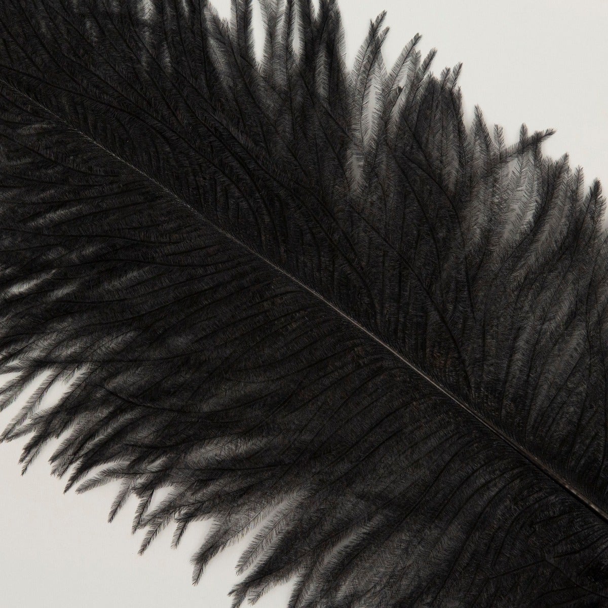 Ostrich Tails 16-18 inch  - 30 PC - Black