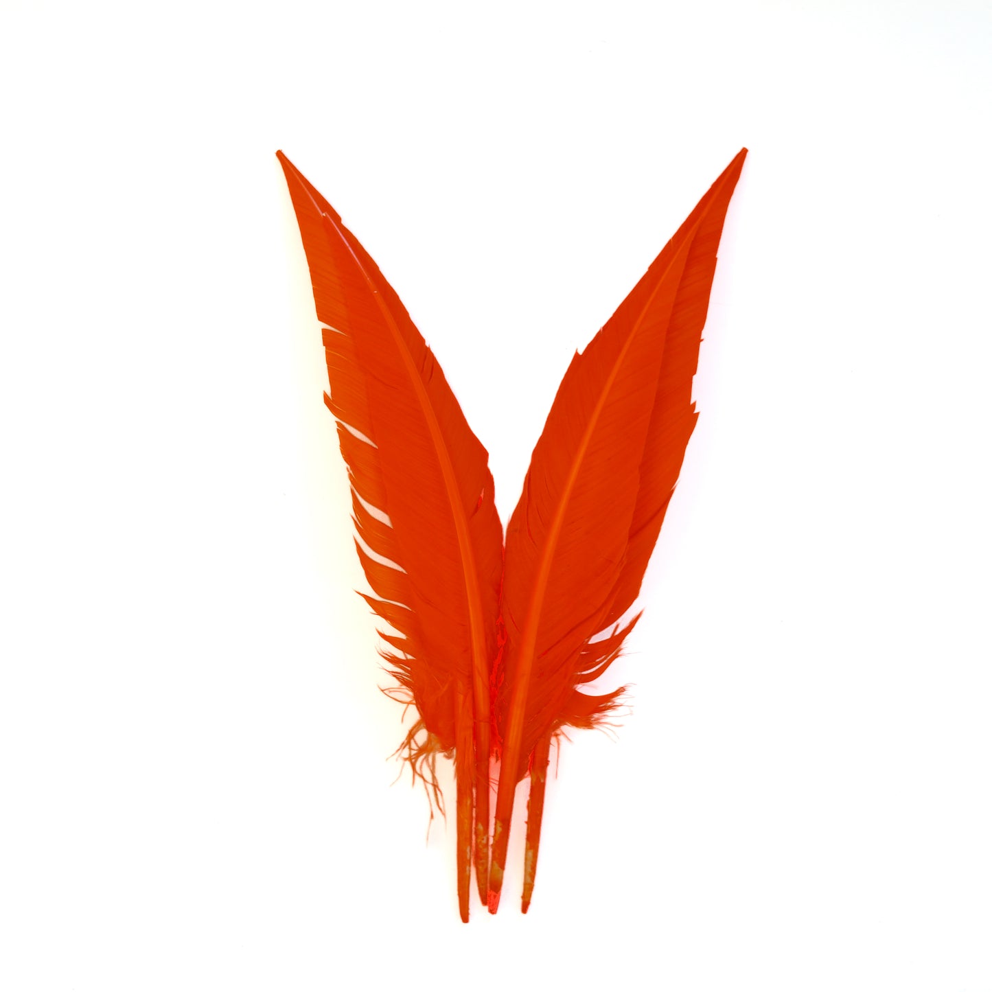Orange Dagger Turkey Quill Feathers 9-12"