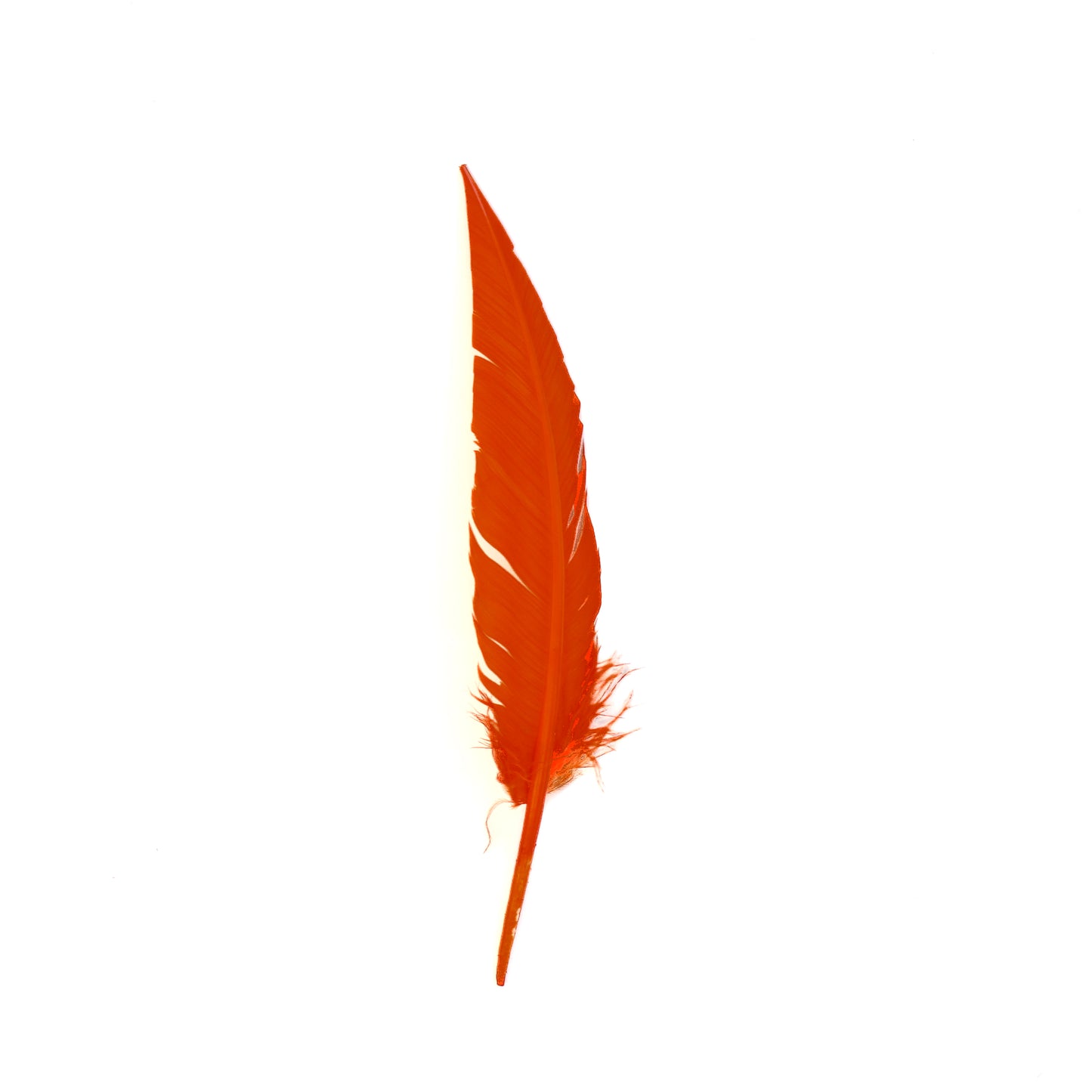 Orange Dagger Turkey Quill Feathers 9-12"