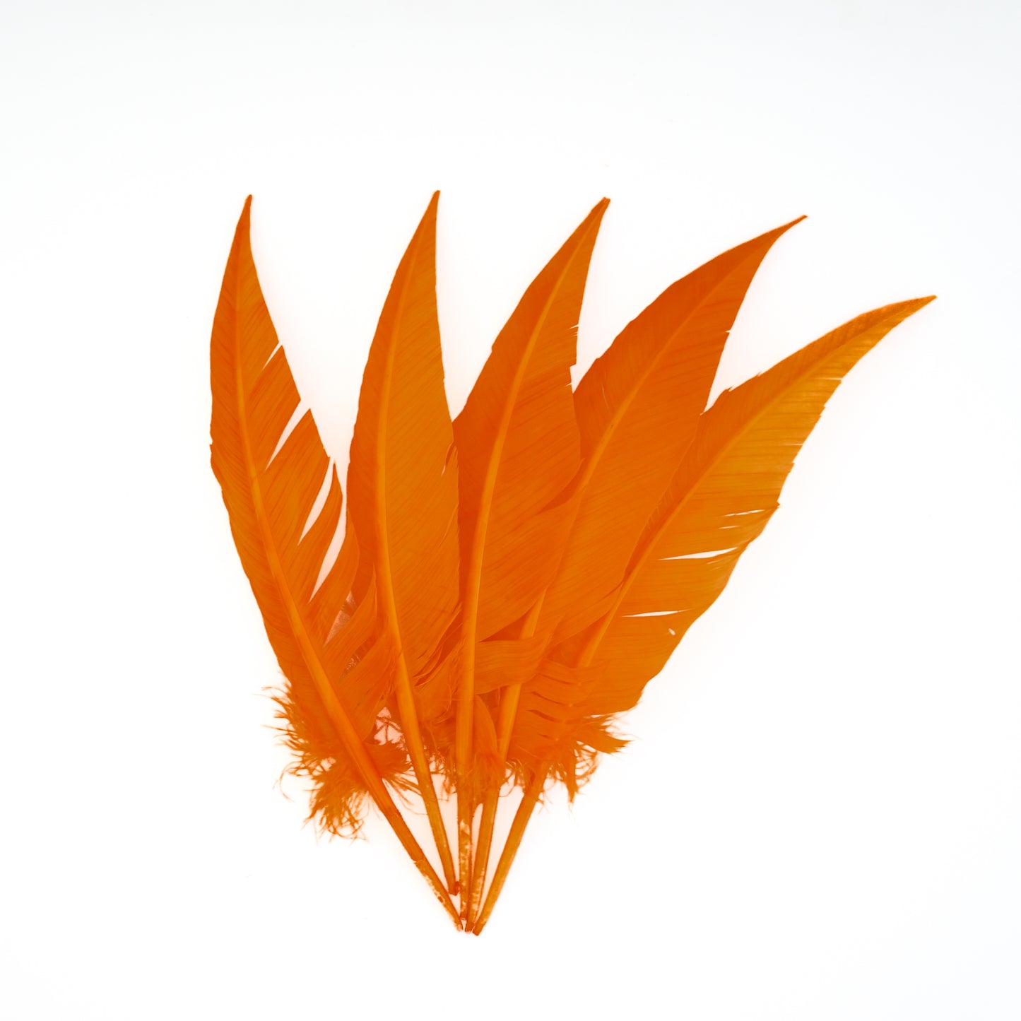 Mango Dagger Turkey Quill Feathers 9-12"