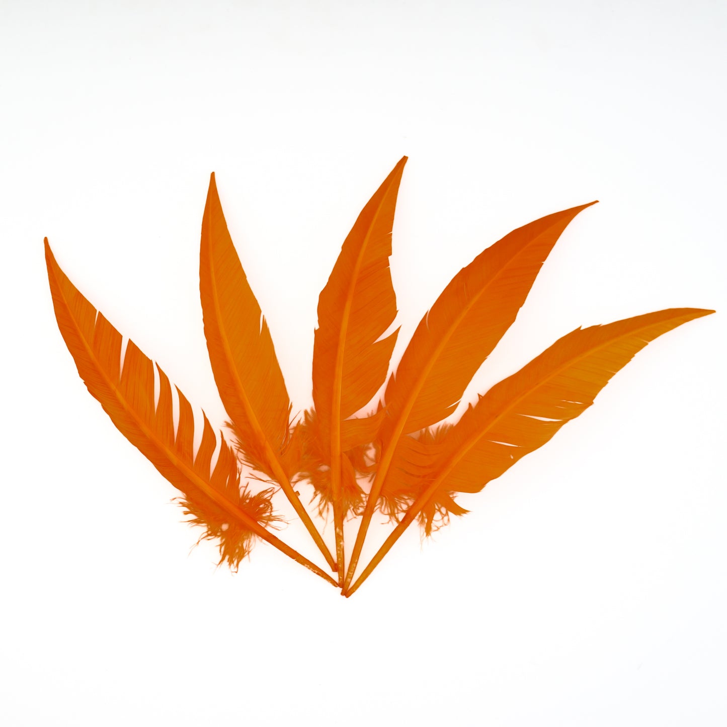 Mango Dagger Turkey Quill Feathers 9-12"