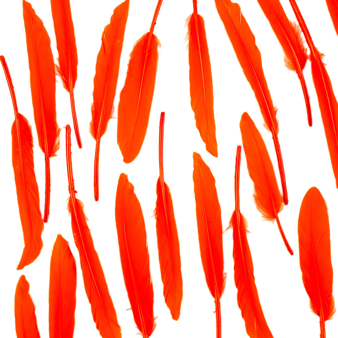 Duck Cosse Feathers - 3 - 6"-Orange