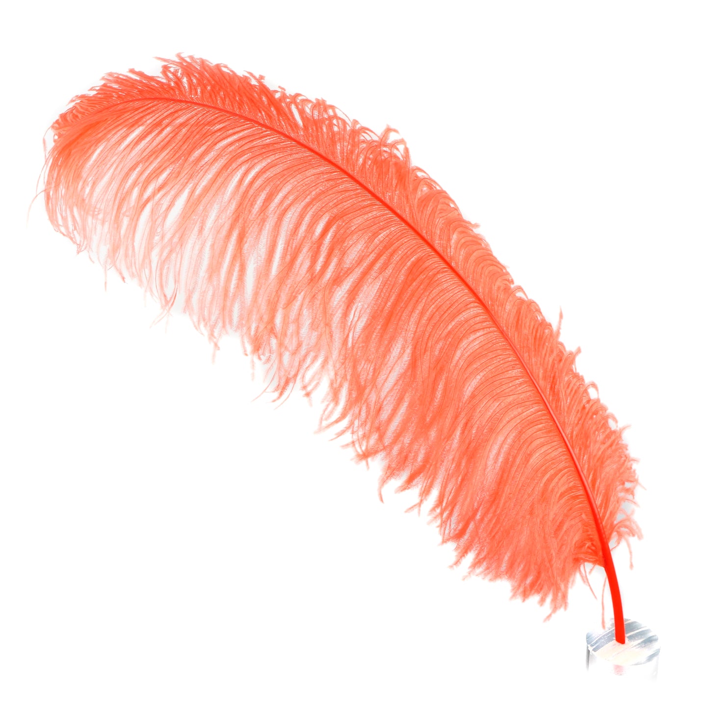 Large Ostrich Feathers - 20-25" Prime Femina Plumes - Hot Orange