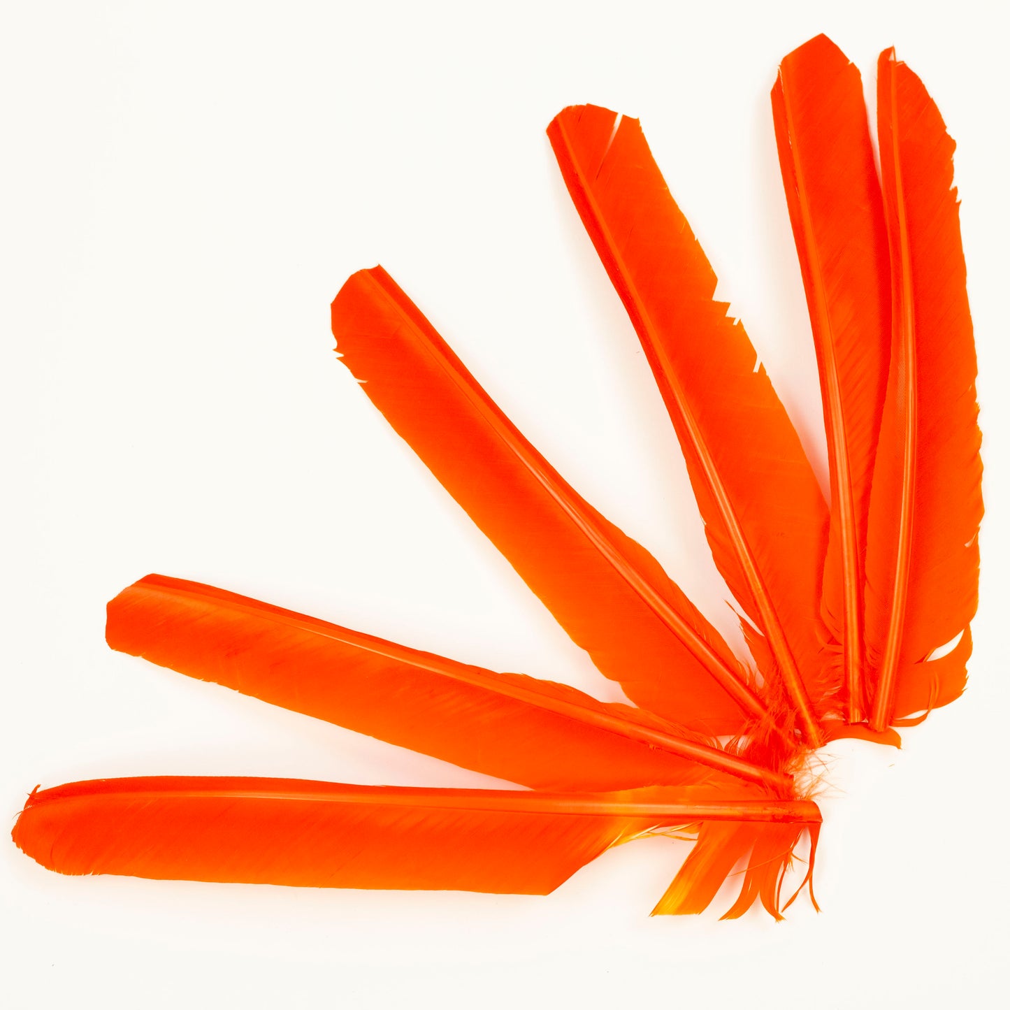 Orange Cut Turkey Pointer Feathers 8-12"